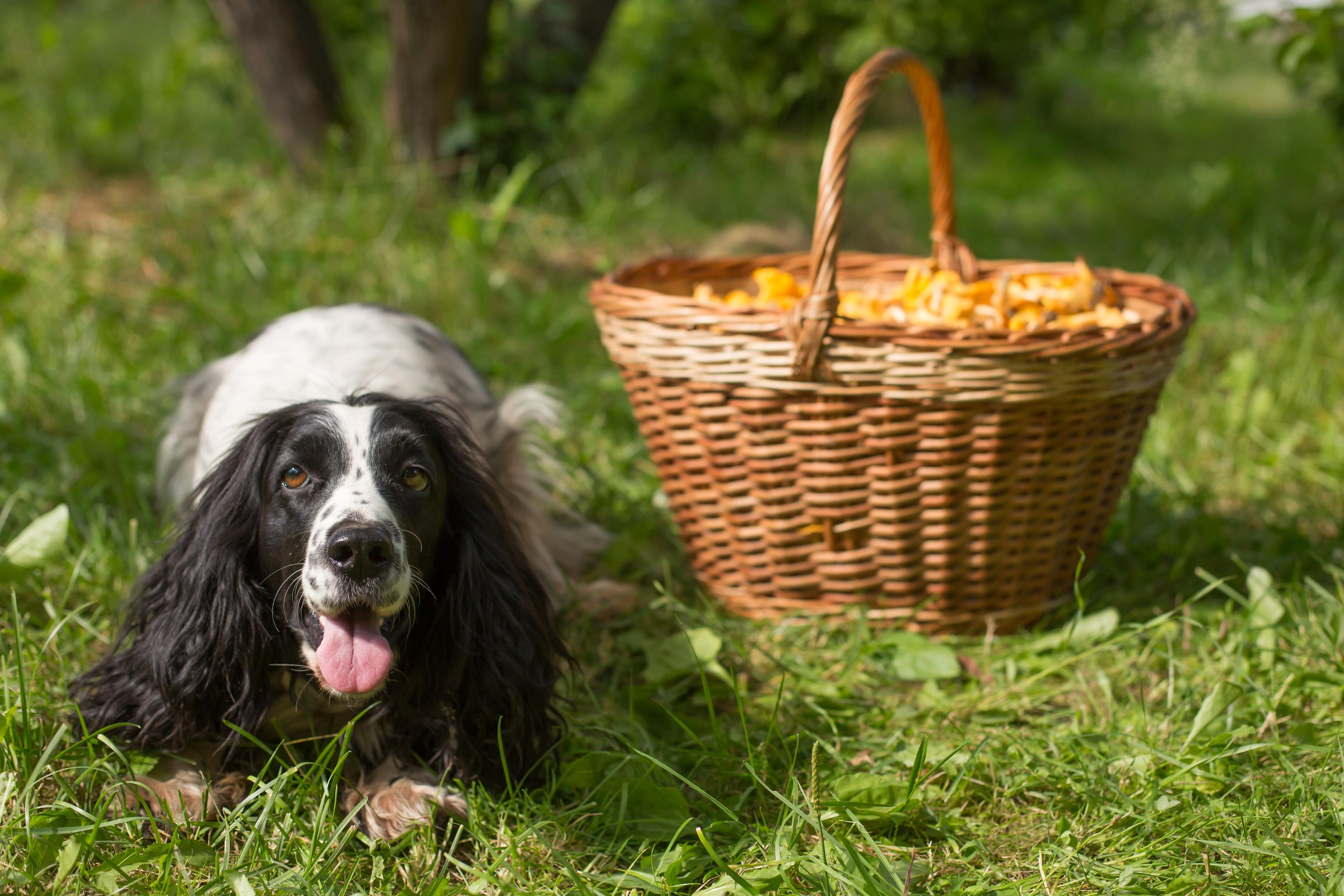 Image of a black-and-white Spaniel next to a fruit basket