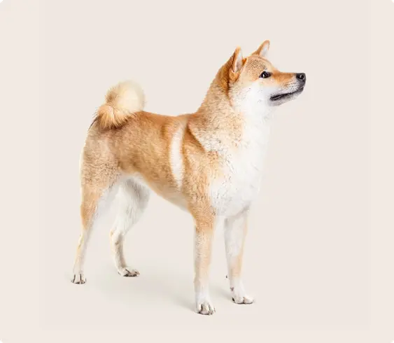 Shiba Inu