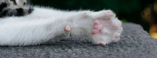 cat with paw outstretched on gray carpet