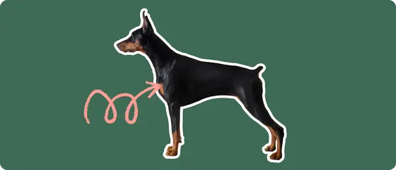 Doberman pinscher with a pink arrow drawn to its chest
