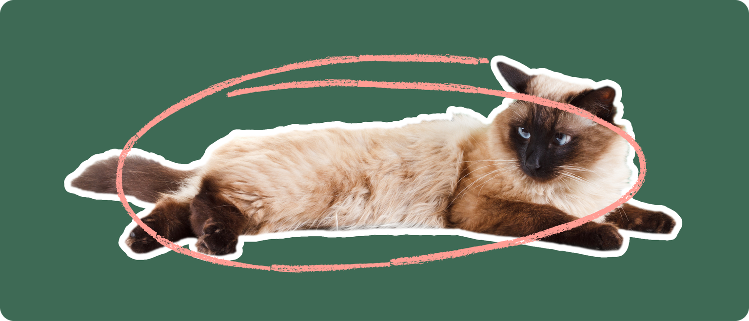 A Balinese cat lying down, cut out with a white outline, with a pink circle around it's body, on a solid green background.