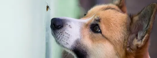 insect bites on dogs
