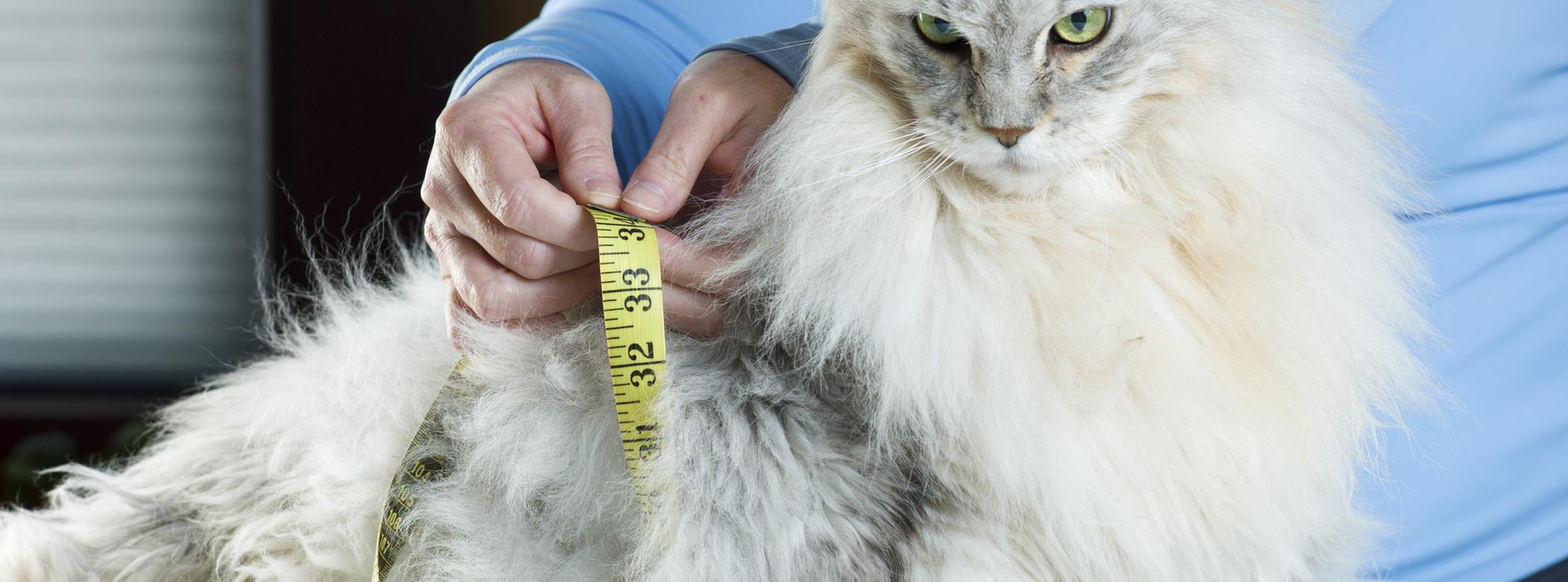 An angry looking grey and white cat is getting measured using a measuring tape.