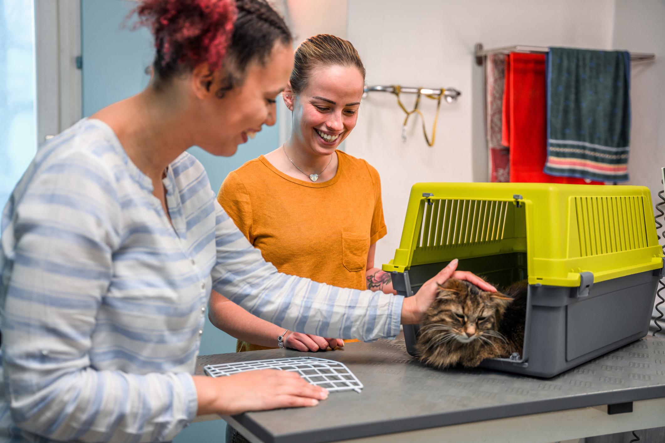 Cat in a cage on the table in a pet grooming salon.