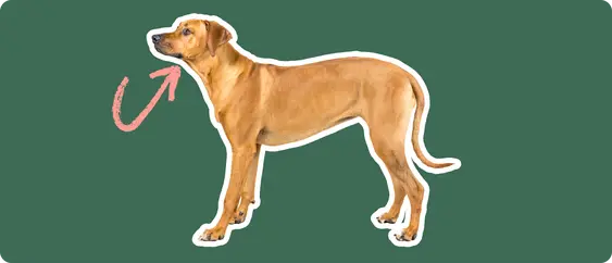 Image of a Rhodesian Ridgeback with a pink arrow drawn to its thyroid