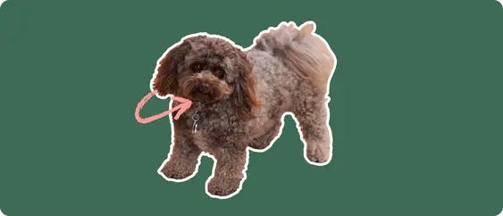 A curly brown Pomapoo dog cut out with a white outline, with a pink arrow pointing to it's neck, on a solid green background