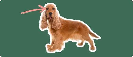 Image of a golden brown Cocker Spaniel with a pink arrow pointing to its right eye
