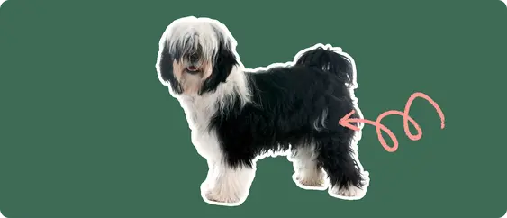 Tibetan Terrier with a pink arrow drawn to its hip