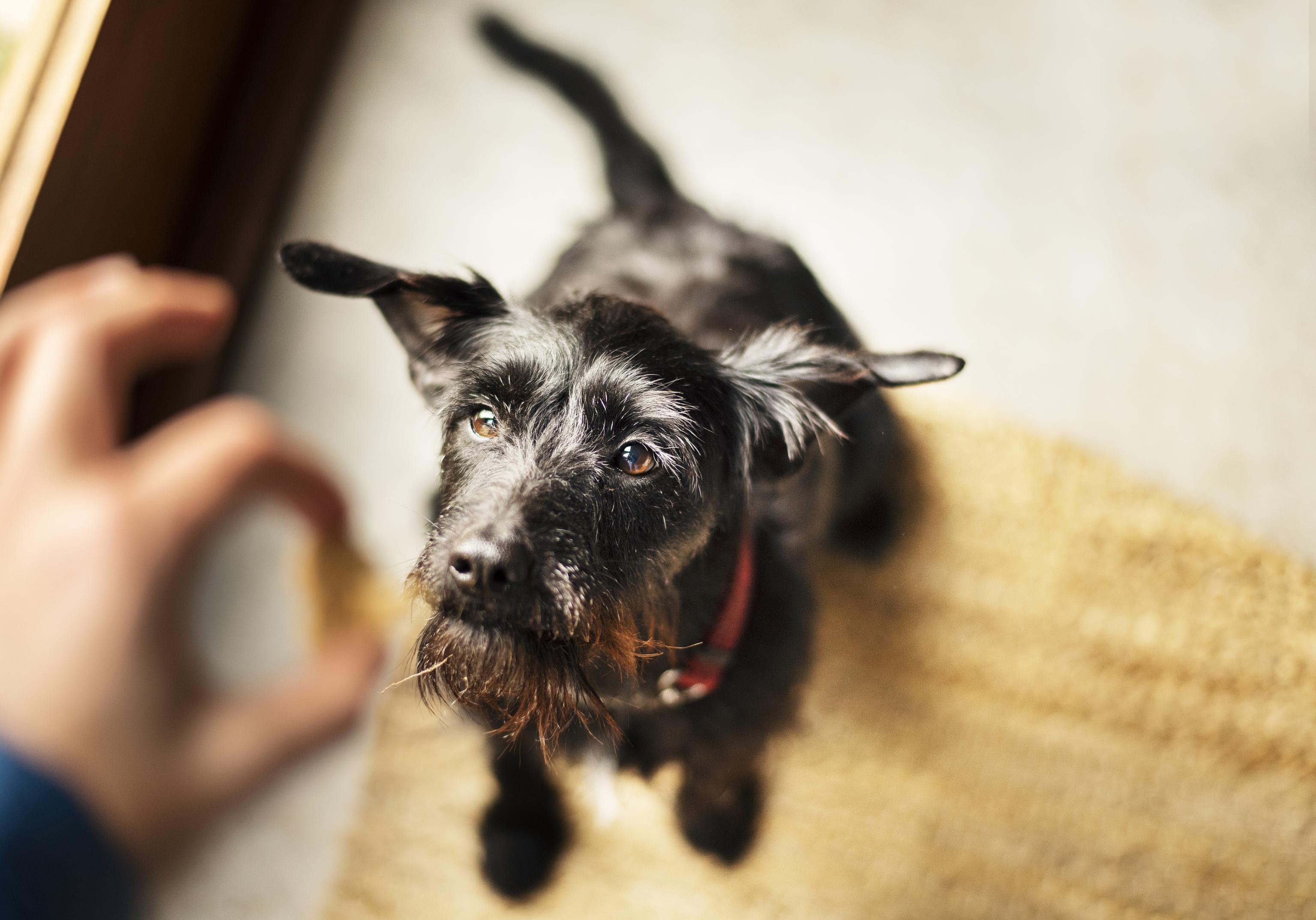 A dog stands on their hind legs as they rise up to take a treat from a person's hand