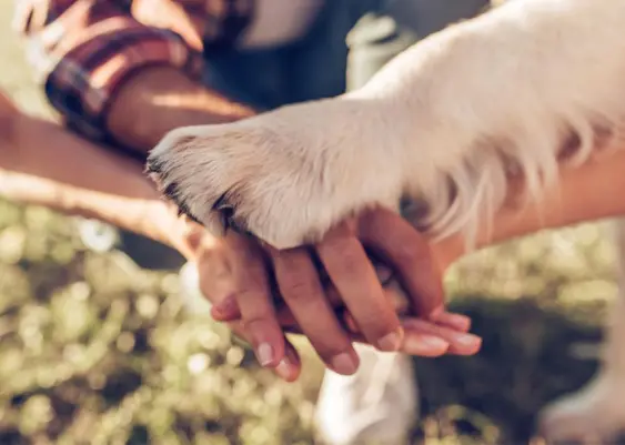 Owner holding dog's paw