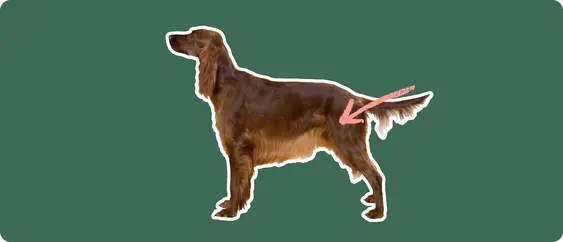 The sideview of an Irish setter dog standing, cut out with a white outline, with a pink arrow pointing to it's back hip, on a solid green background