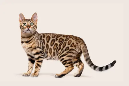 Spotted cat