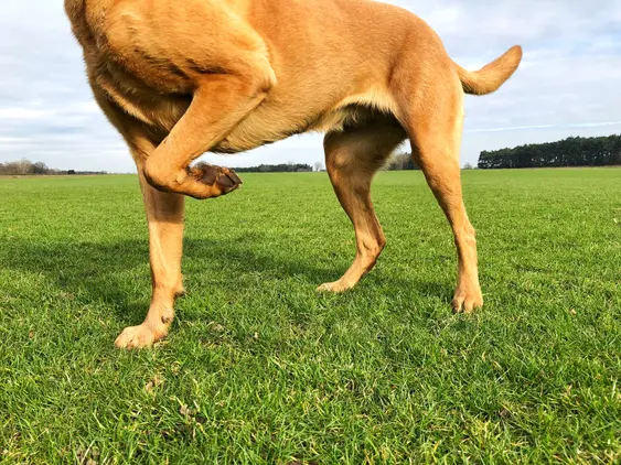 Labrador Retriever in a field with a limp