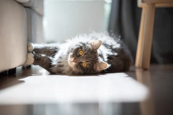 curious maine coon cat lying on side scratching sofa looking at camera in sunlight