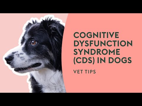 Cognitive Dysfunction Syndrome (CDS) in Dogs | Vet Tips