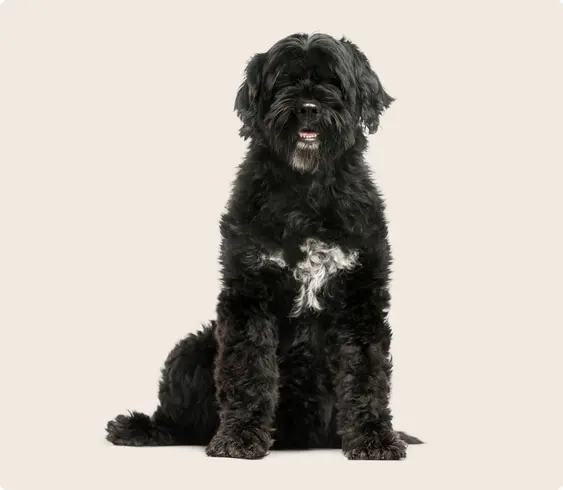Portuguese Water Dog