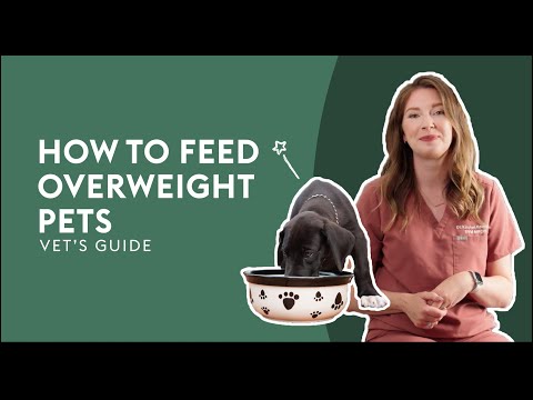 How To Feed Overweight Pets · Vet's Guide