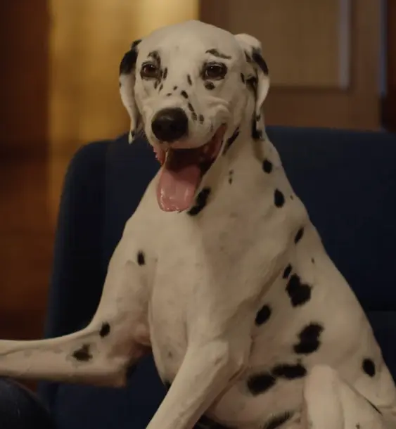 George Dalmatian