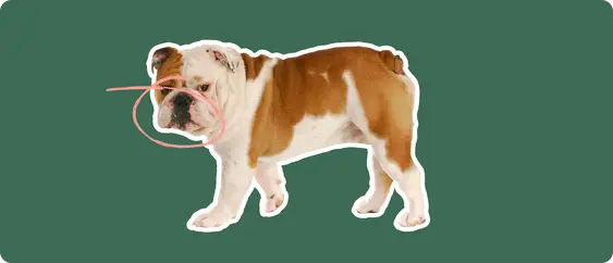 English bulldog