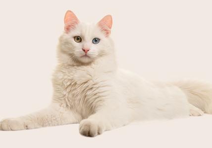 A Turkish Van cat laying down on a beige background