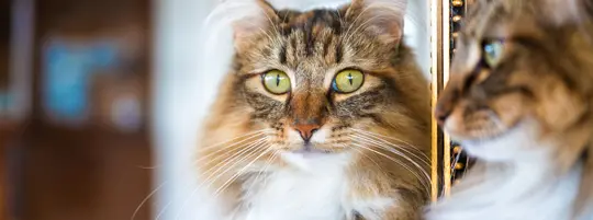 Image of a brown cat looking into a mirror, their reflection stares into the camera