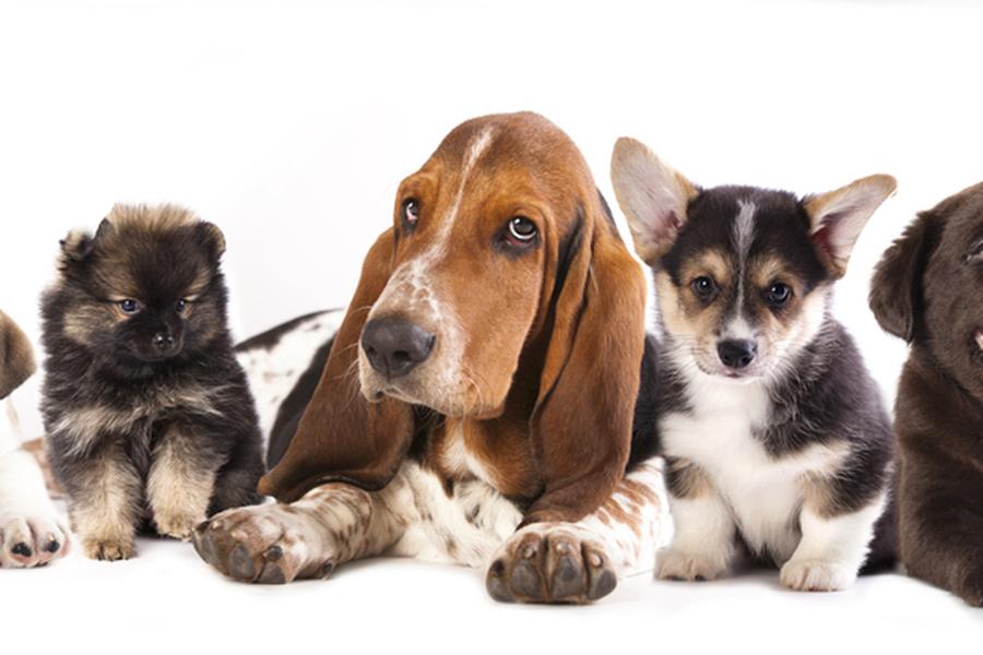 Group of dogs
