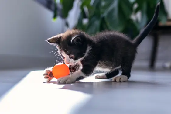 Black kitten playing with an orange ball