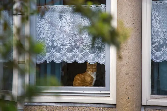 A ginger cat looks into the camera from behind a window