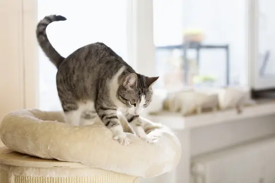 Cat kneading