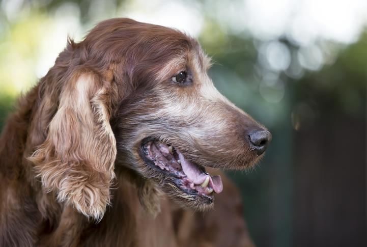 Face of an old beautiful Irish Setter pet dog as panting in summer