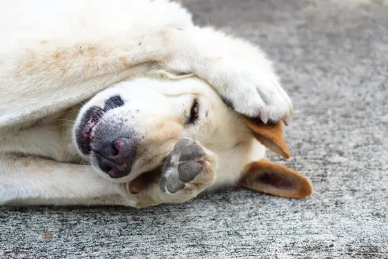 yellow medium size dog pawing face and left eye while squinting and laying on ground