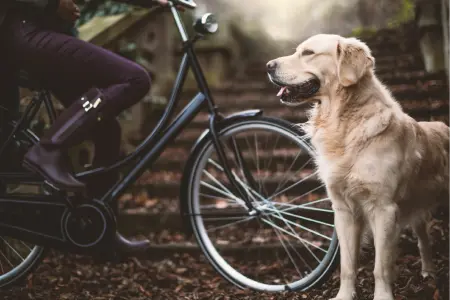 Cycling with your dog Thumb