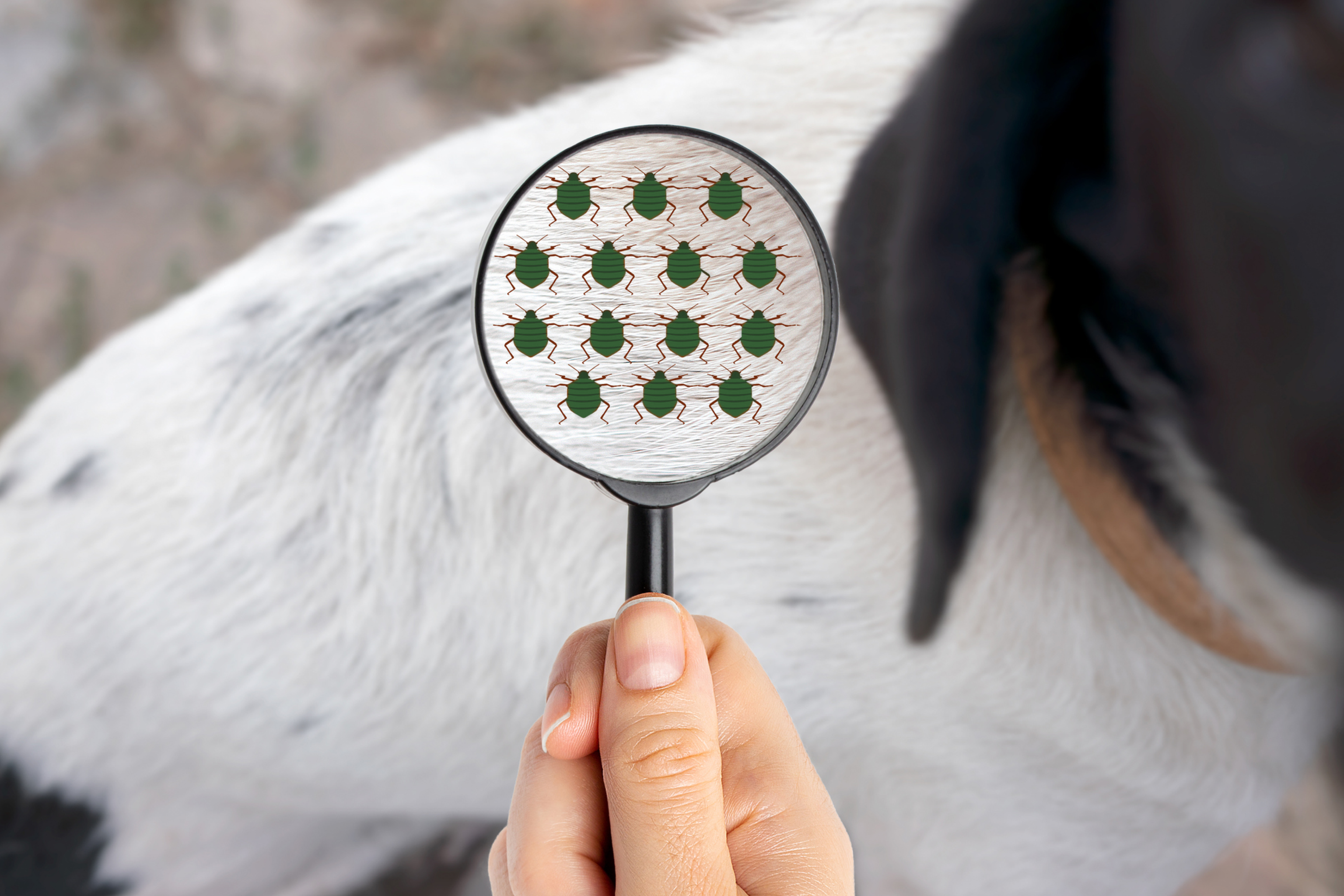 Parasites in dogs and cats