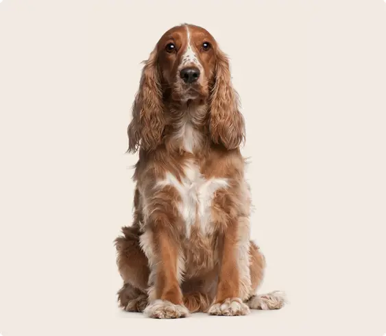 Image of a brown and white cocker spaniel sitting down
