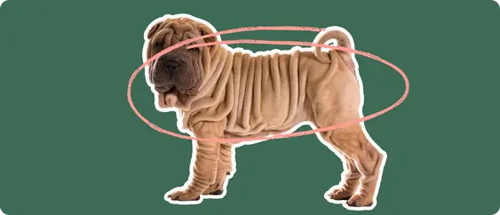 Image of a brown Shar Pei with a pink circle drawn around its body