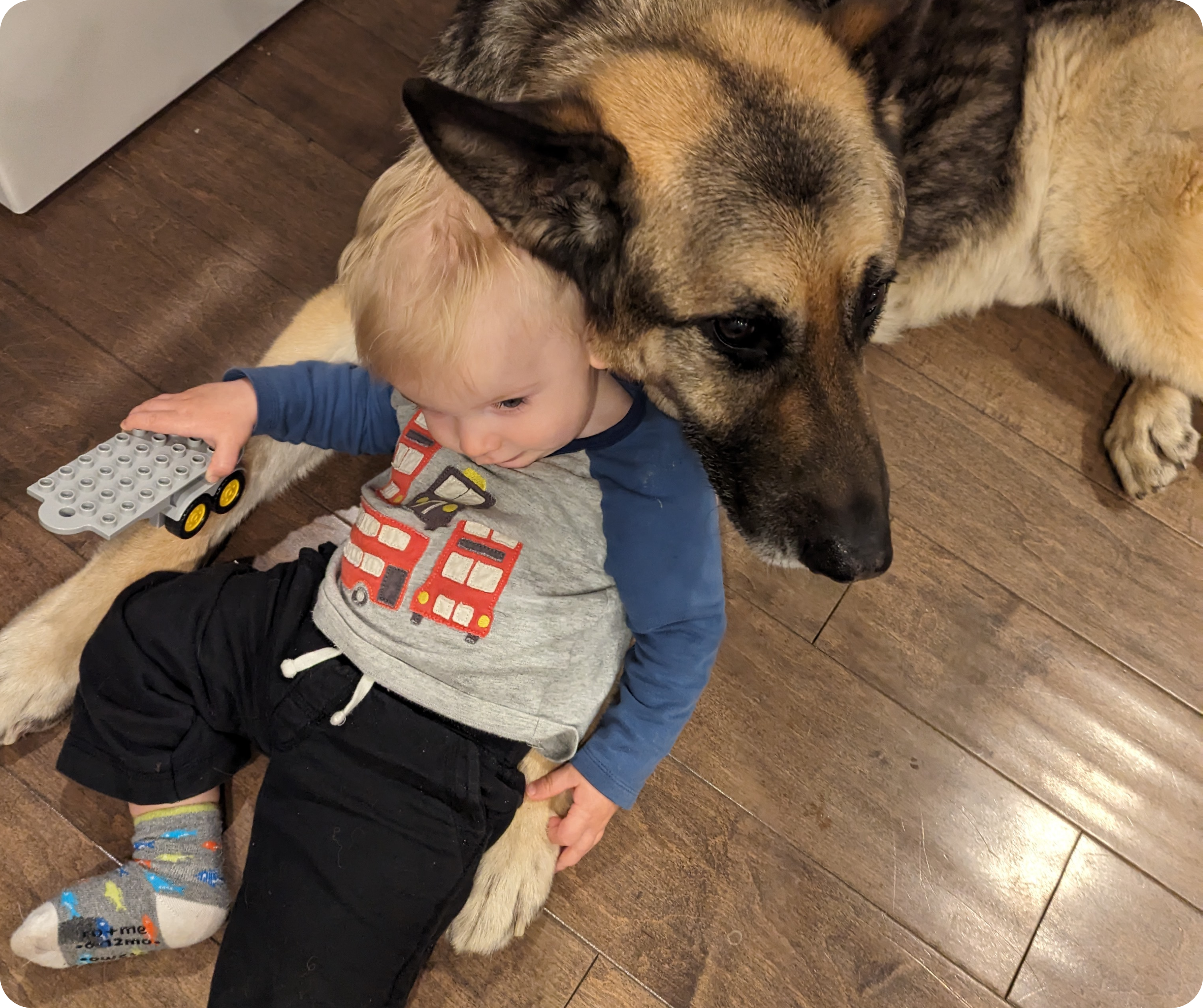 A young toddler leaning on a German Shepherd dog. The child is holding a toy, and both are indoors with a wooden floor visible. The dog is lying down and appears calm and protective, displaying a close bond with the child. The scene suggests a trusting relationship, with the dog serving as a gentle companion to the toddler.