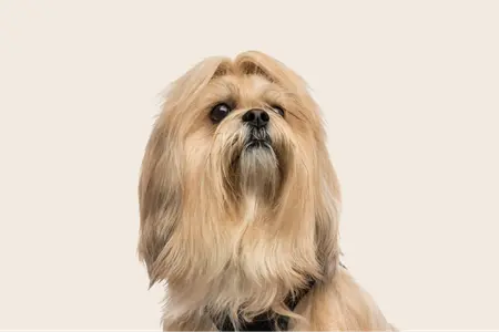 Image of a brown lhasa apso dog
