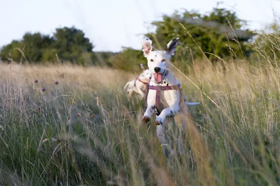 A low shot image of two dalmatian dogs leading through the long grass on their evening walk through the countryside.