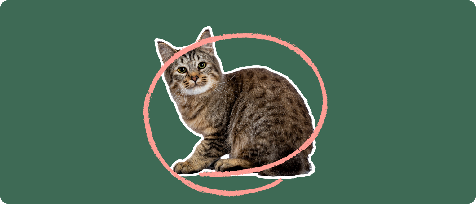 A pixie-bob cat cut out with a white outline, with a pink circle around it's body, on a solid green background