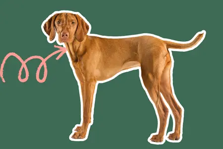 Vizsla