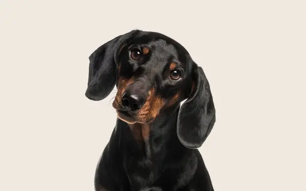 Dachshund sitting with head tilted