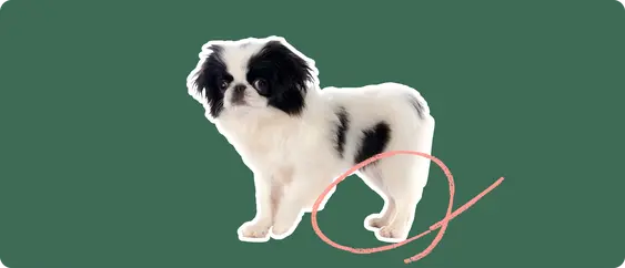 A Japanese Chin puppy cut out with a white outline, with a pink circle around it's back legs, on a solid green background