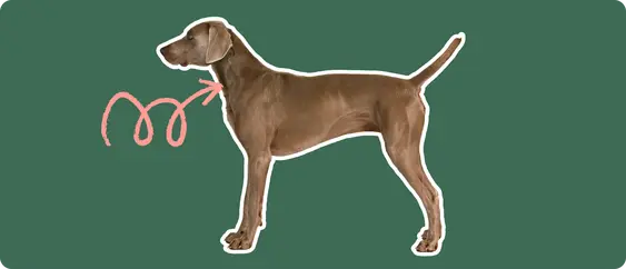 Image of a brown Weimaramer with a pink arrow drawn to its neck