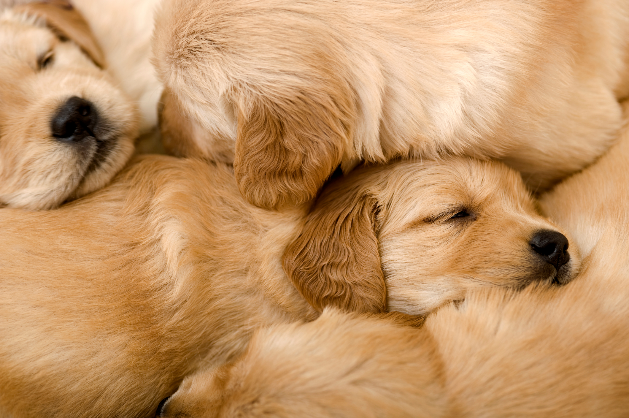 A pile of Golden Retriever puppies