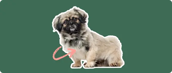 Image of a brown-and-black Pekingese with a pink arrow drawn to its chest