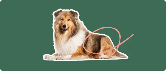 A cut out of a Rough Collie laying down, with a white stroke, on a green background, with a pink circle around it's upper back leg