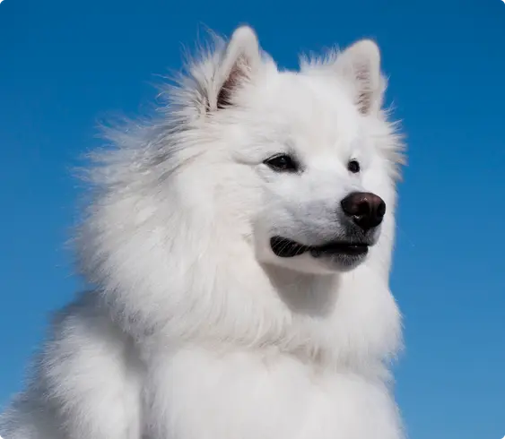 The profile of an American Eskimo dog with a blue sky in the background