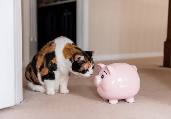 Cat with a piggy bank