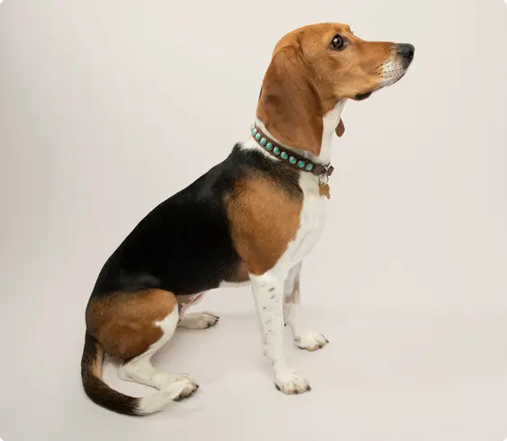 Sideview of a Harrier dog sitting down on a beige background