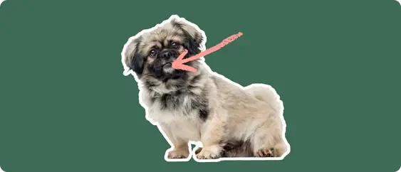 Image of a brown-and-black Pekingese with a pink arrow drawn to its mouth